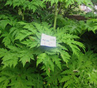 Mature Hogweed leaf