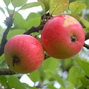 Assorted apples