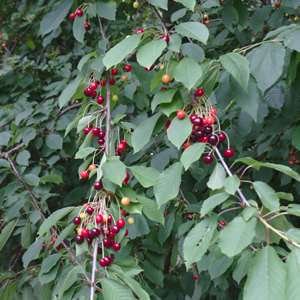 Assorted cherries