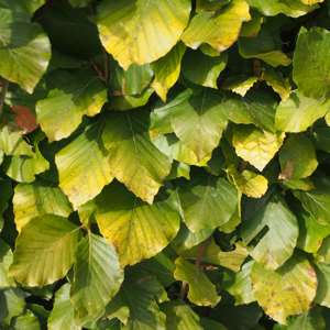 Beech (Fagus sylvatica)