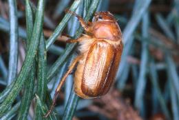 Adult chafer grass