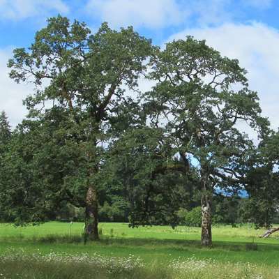 Garry Oak