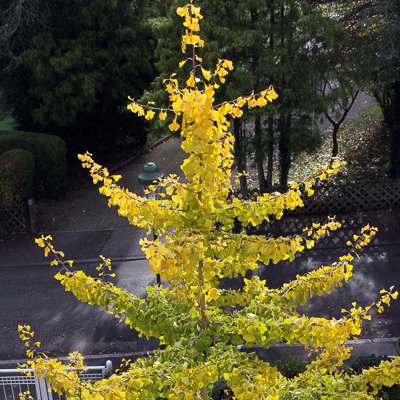 Gingko