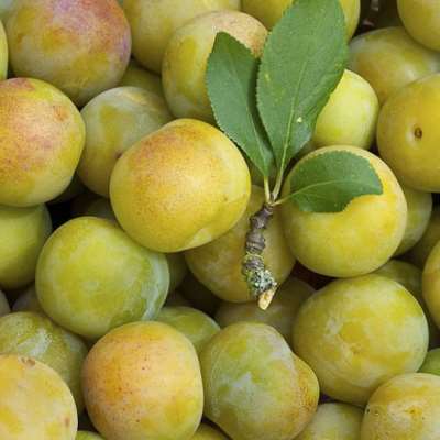 Green Gage (Prunus domestica)