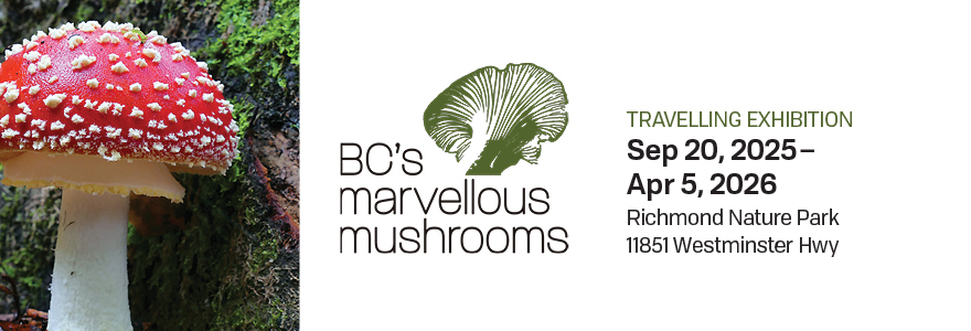 Hero Banner - Marvellous Mushrooms Exhibition.jpg