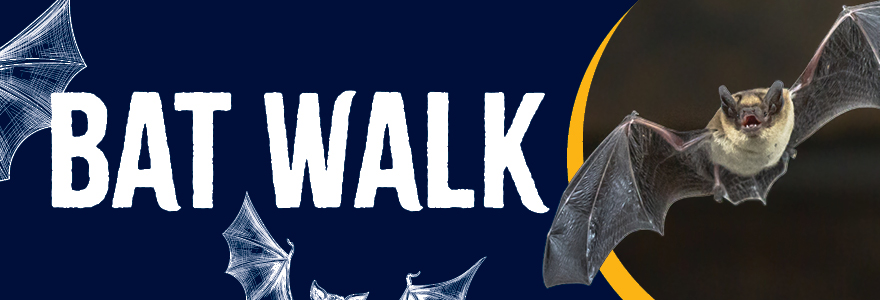 Hero banner - Bat Walk