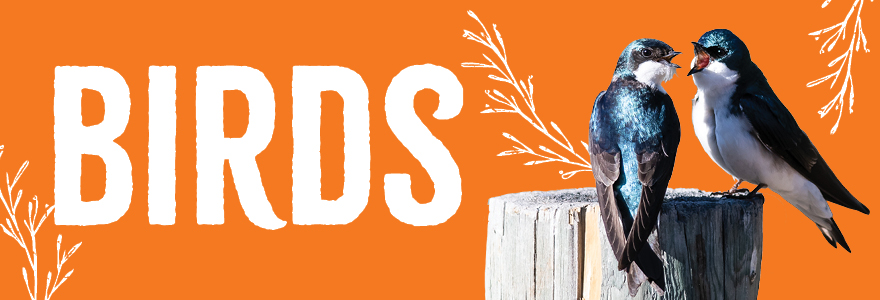 Hero banner - Birds