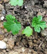 Hogweed Seedling