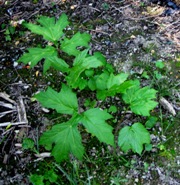 Hogweed seedling 2