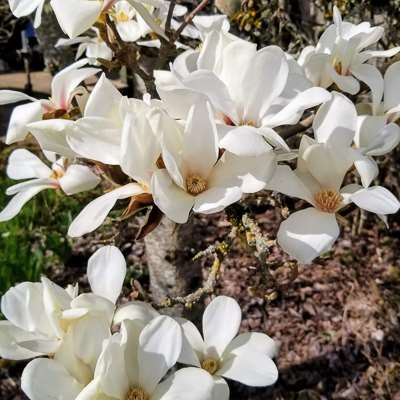 Magnolia Marilyn's Choice