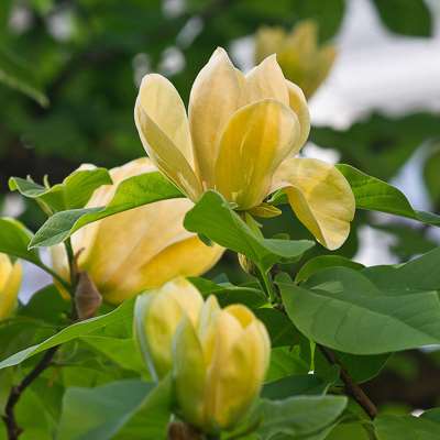Magnolia Sensation