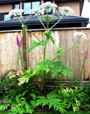 Giant Hogweed