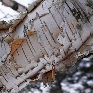 Paper Birch