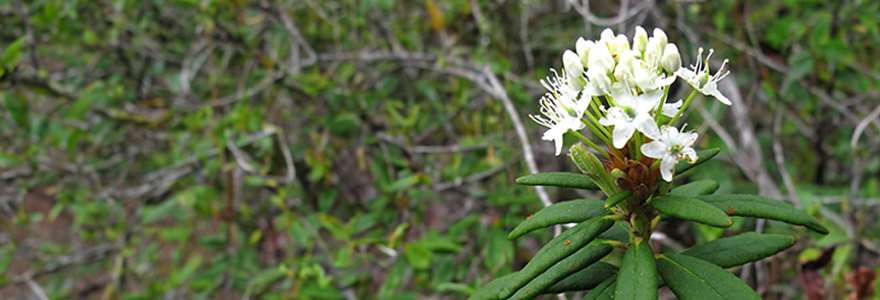 Plants, Animals and Ecology web banner