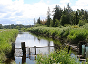 Riparian corridor