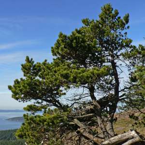 Shore Pine