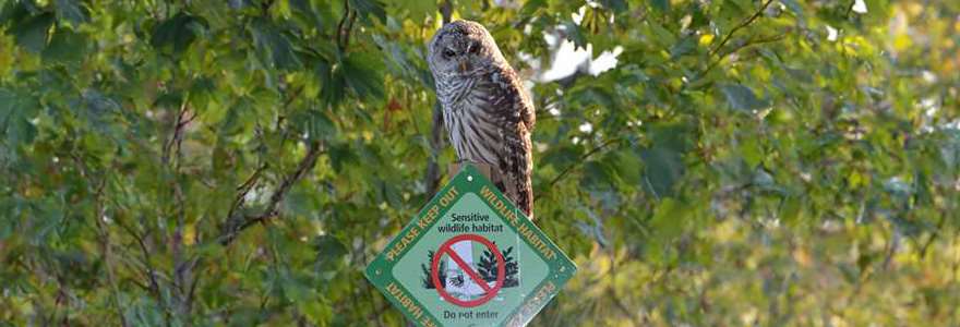 Urban Wildlife web banner