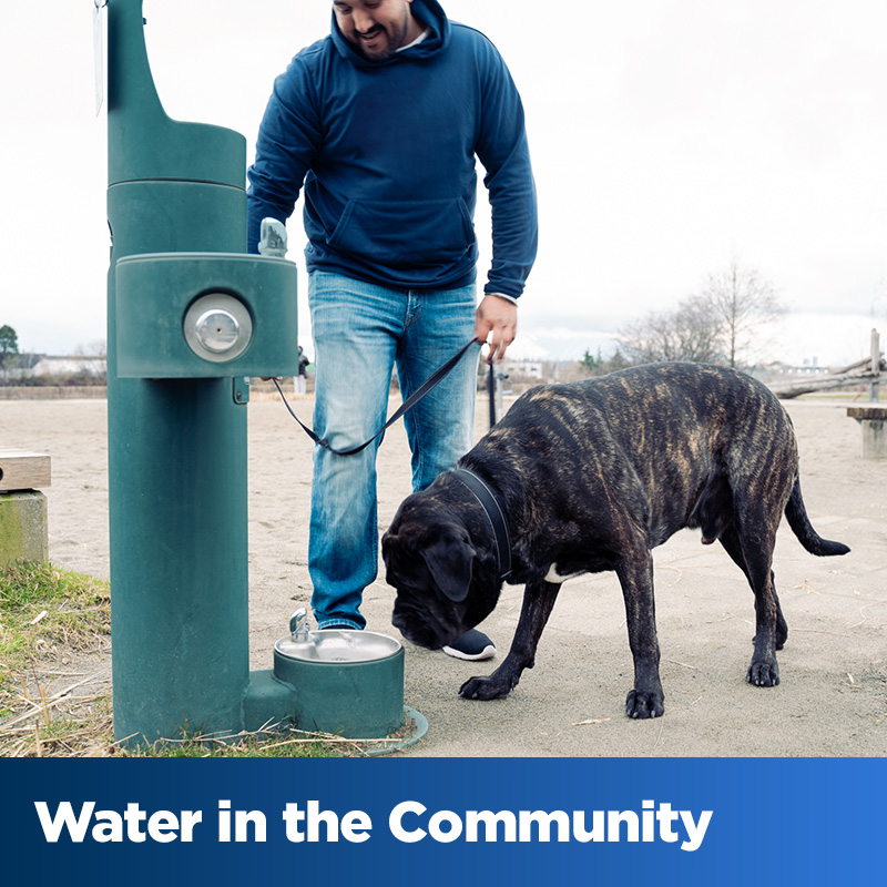 Water in the Community - dog drinking from a local pet-friendly fountain