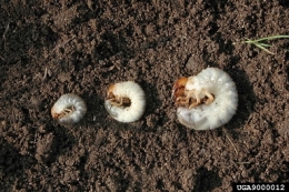 White grubs