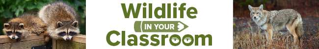 Nature Park Virtual School Programs