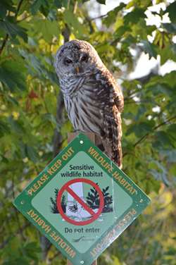 Wildlife page update
