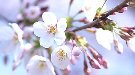 Cherry blossoms on a branch