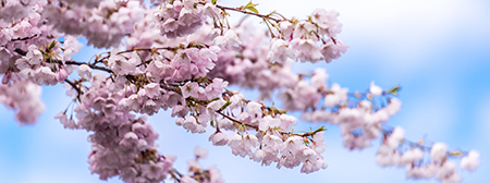 Cherry Blossom banner