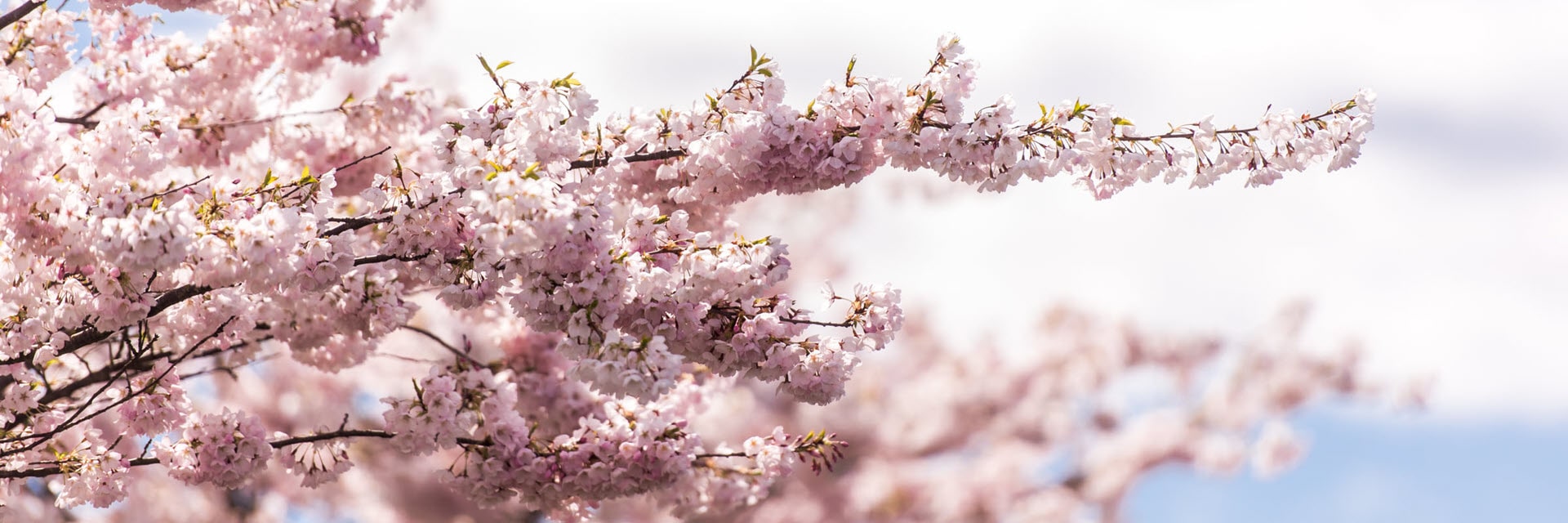 Cherry Blossoms in the spring