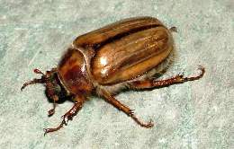 eur-chafer-adult2-big