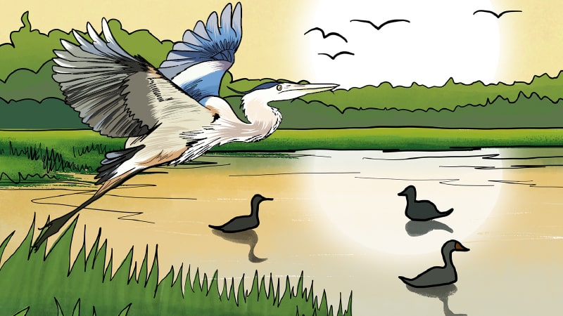 Infographic depicting animals and foliage in the community