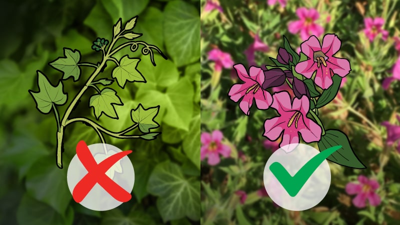 Infographic depicting native vs invasive species