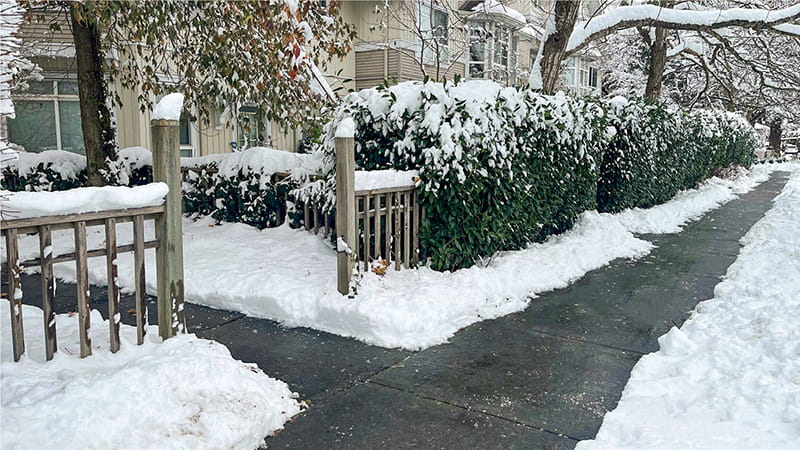 Neatly shoveled sidewalks on a snowy day