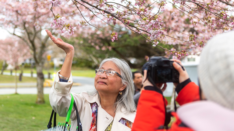Cherry Blossom Festival