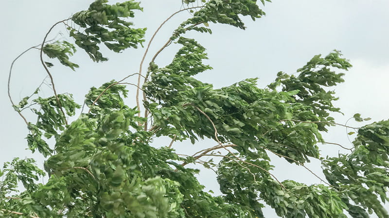Blowing tree branches during a storm