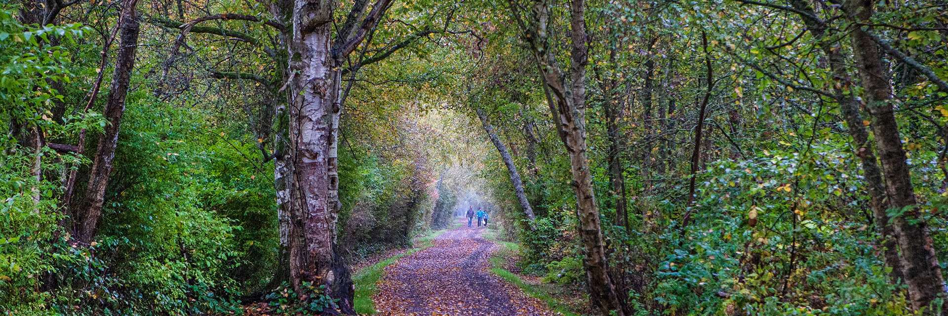 Walking trail, fall foliage, trees and canopy