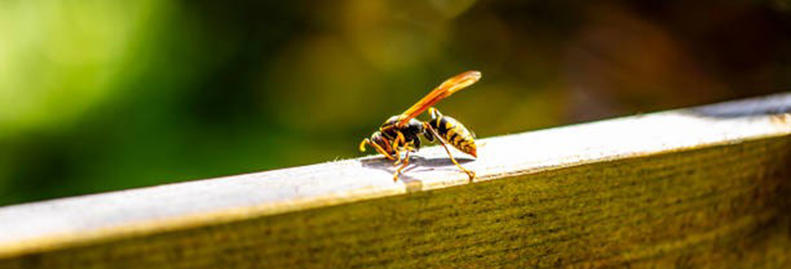 Close-up of wasp on wood deck rail