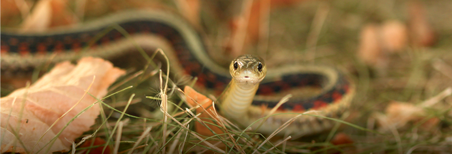 View of a snake in a local garden