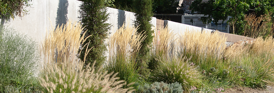 Ornamental grasses planted along a fence line