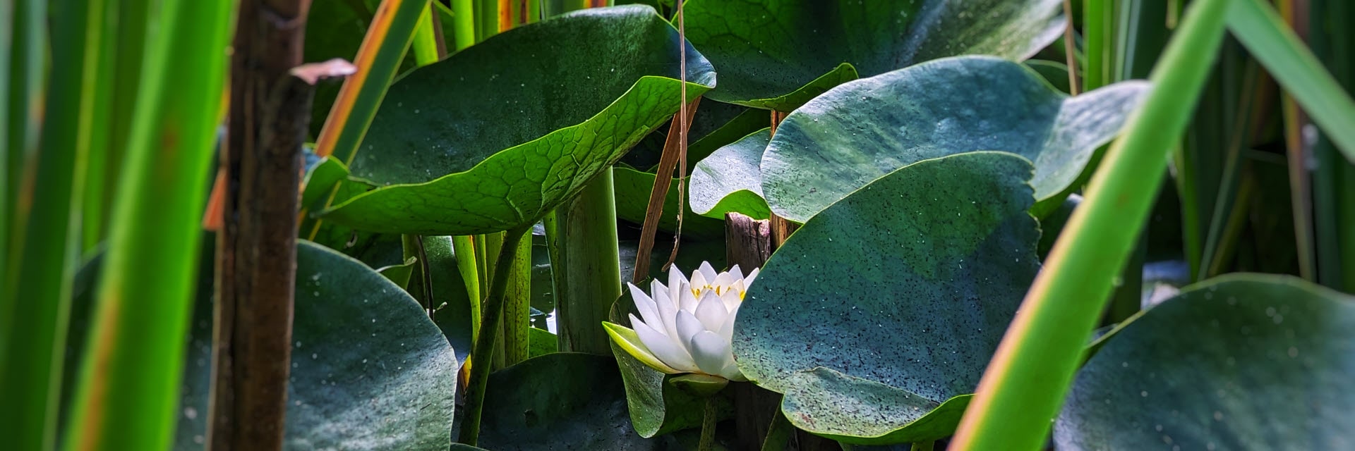 View of lotus Flowers at Garden City Park.