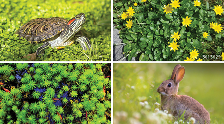 Composite of images for invasive species month