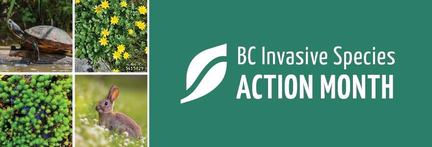 2024 Invasive Species Action Month Hero Banner