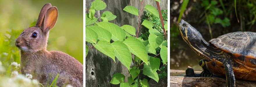 Photo collage of invasive species in Richmond