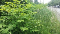 Knotweed Roadside