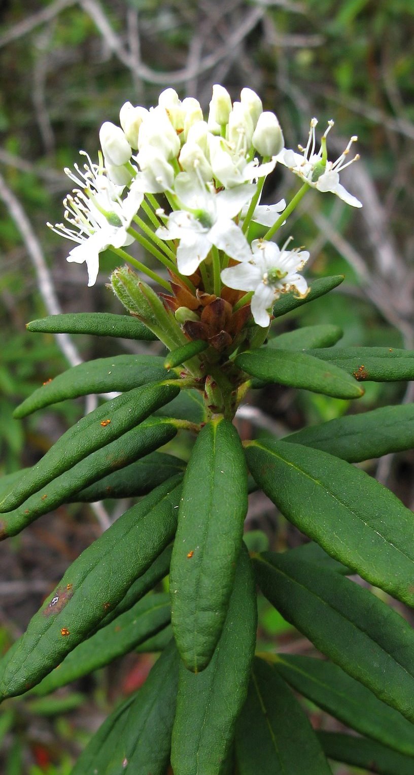 labradortea