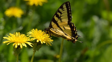 Canadian Tiger Swallowtail butterfly on dandelion