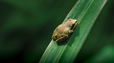 Green frog sitting on a leaf