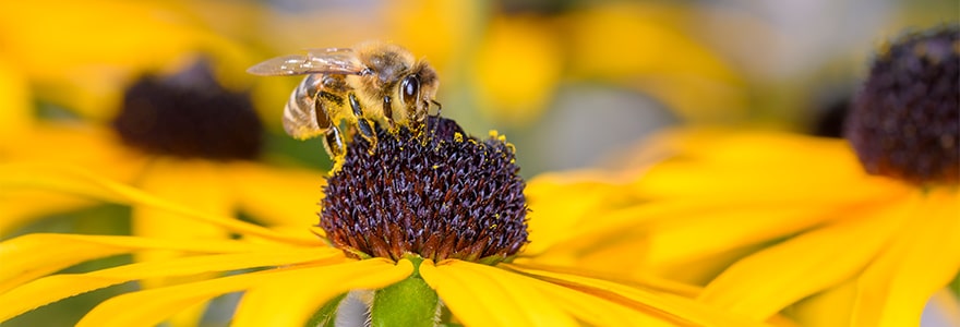 Close-up of a bee on purple cone flower