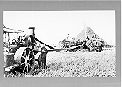 Threshing at Woodward's Landing