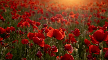 Field of red poppies