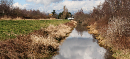 Riparian Environment
